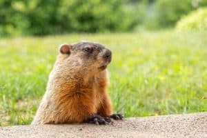 Can a pellet gun kill a groundhog